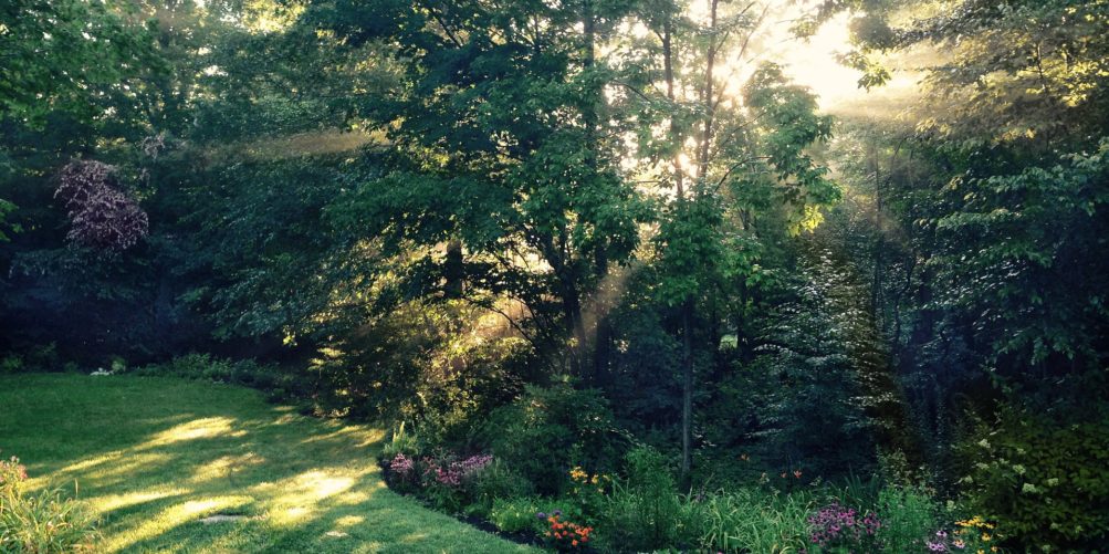 Green trees and green grass in CT