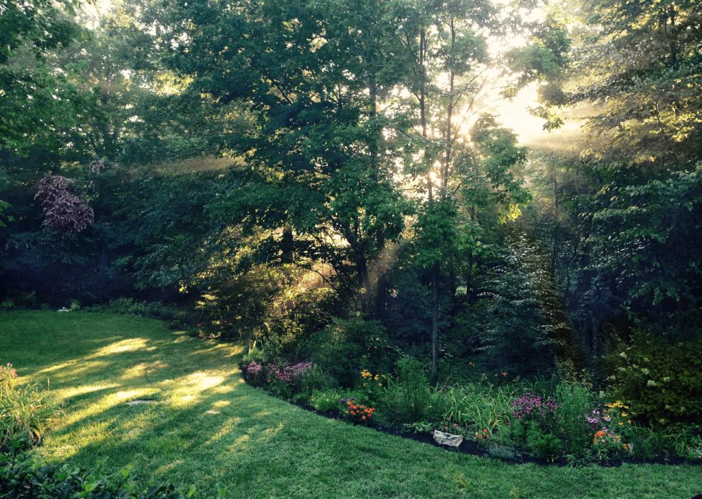 Green trees and green grass in CT