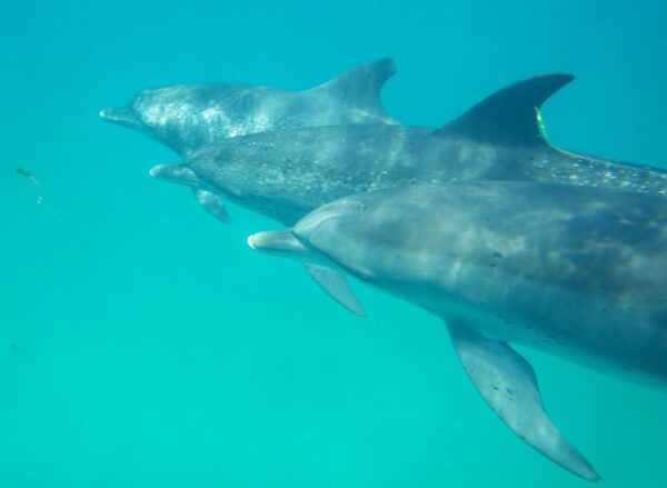 Wild spotted dolphins