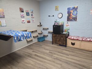 The cat room at the holistic vet's office