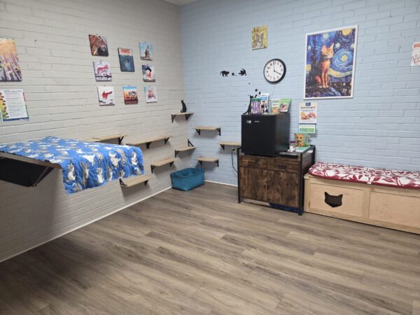 The cat room at the holistic vet's office