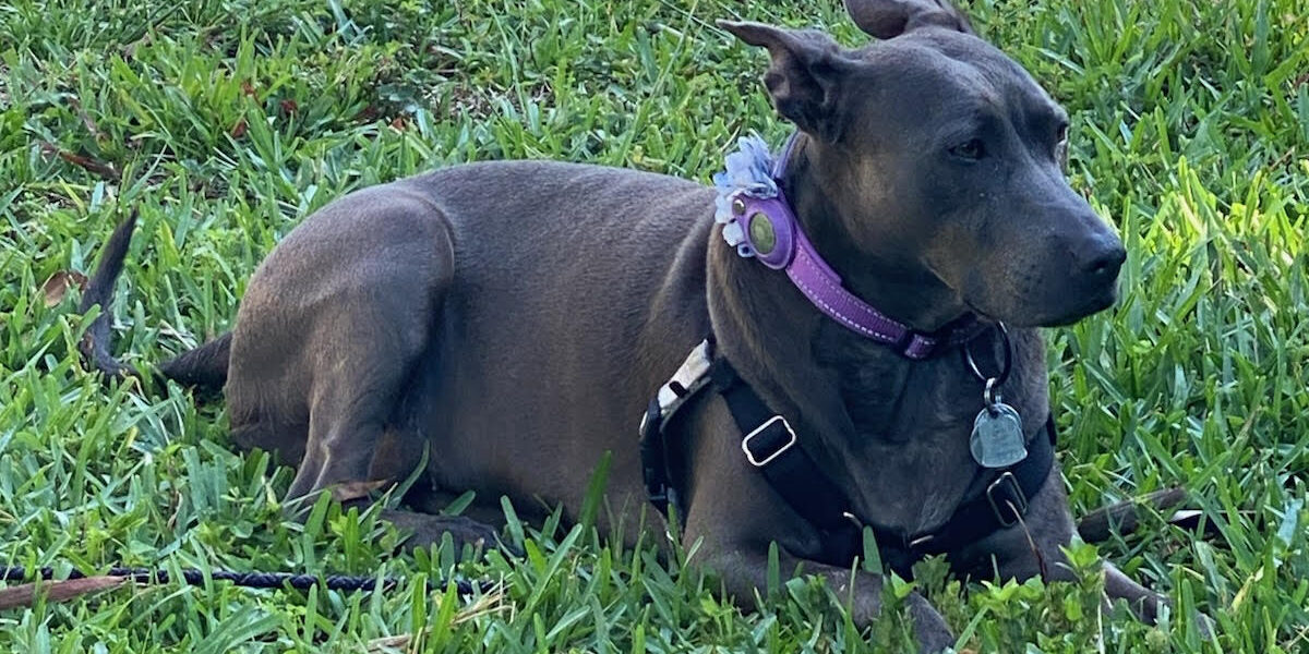 Ophelia lying in the grass