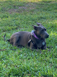 Ophelia lying in the grass