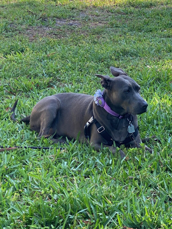 Ophelia lying in the grass