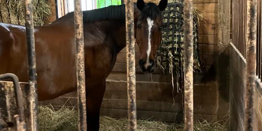 William the horse in his stall